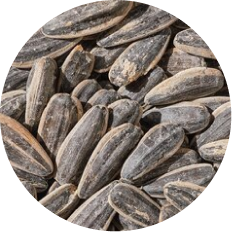 Sunflower seeds