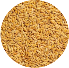 Oat Bran